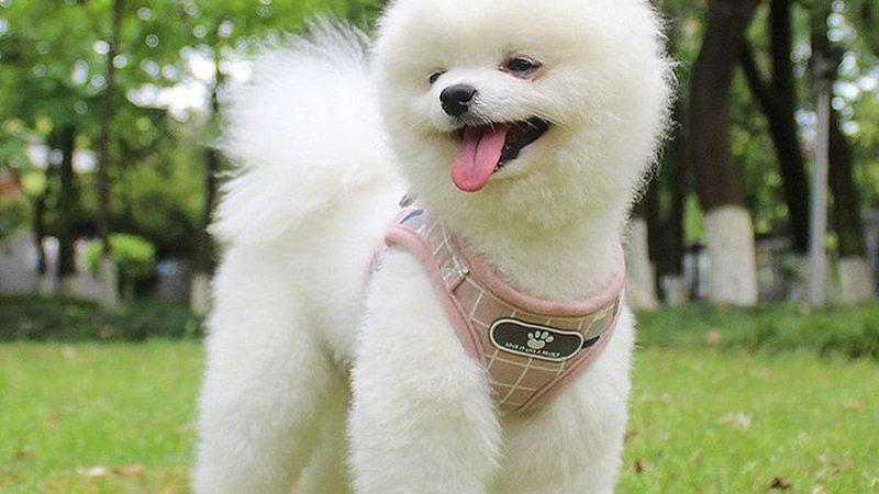 上海制冷机组压缩机厂家报价：揭秘价格背后的关键因素